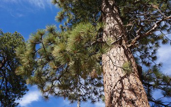 What stories they tell: Jeffrey pines in the southern Sierras offer ecosystem connectivity clues.
